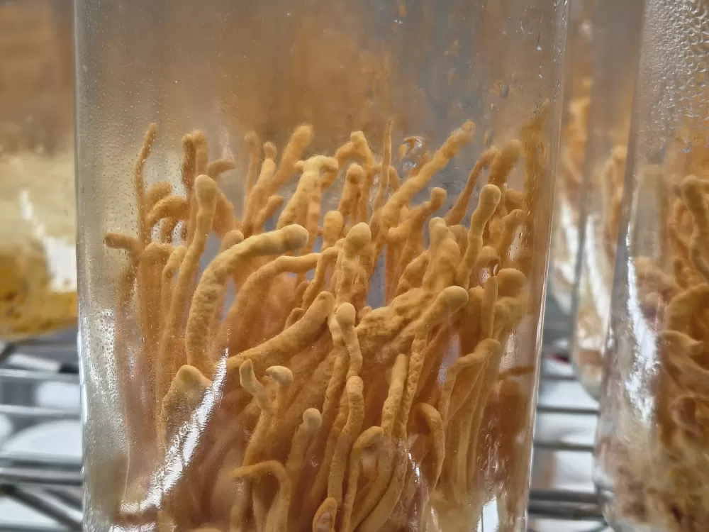 Cordyceps Militaris dried fruit bodies 50g