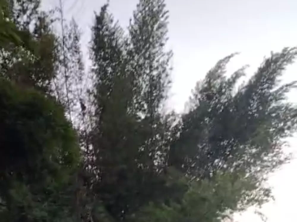 Big Bamboo